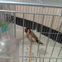 جوجه سال درشت قدوقوارع دار