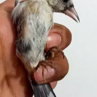 چند عدد جوجه سهره نشون دار یک وجبی بسیار خاص|پرنده|مشهد, دانشجو|دیوار