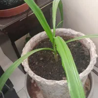 گل ذرتی وسانسوریا