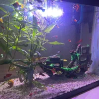 ماهی گوپی دوم شمشیری