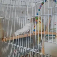 عروس هلندی مولد با قفس و وسایل|پرنده|زاهدان, |دیوار