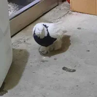 کفر طوقی ماده|پرنده|تهران, شهید فکوری|دیوار