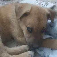 سگ نگهبان ،میکس نژاد خوب