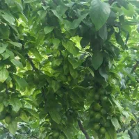 باغ گیلاس و البالو گوجه سبز اجاره داده می شود