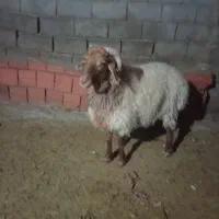 قوچ همو|حیوانات مزرعه|گرمخان, |دیوار