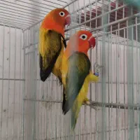 طوطی برزیلی ماده|پرنده|شیراز, پانصد دستگاه ارتش|دیوار