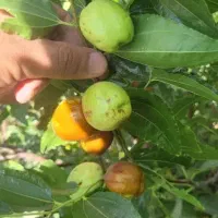 نهال عناب ارمنی،گلابی پیوندی ۲ ساله|حراج|بیرجند, |دیوار