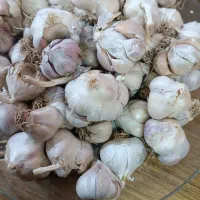 سیر افچنگ با عطر و طعمی متفاوت