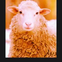 گوسفند زنده بره نرینه