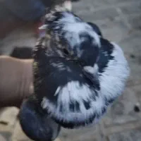 فروش3 کبوتر|پرنده|مهدی شهر, |دیوار