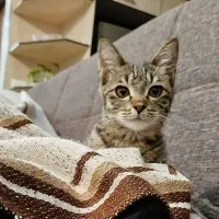 بچه گربه باهوش تمایل به همراهی با آدم ها|گربه|ارومیه, |دیوار