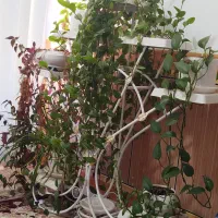 استند گلدان فلزی|صنایع دستی و سایر لوازم تزئینی|دره شهر, |دیوار