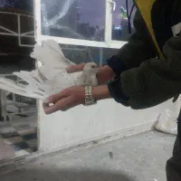 ساده هفترنگ نرماده|پرنده|تهران, والفجر (افسریه)|دیوار