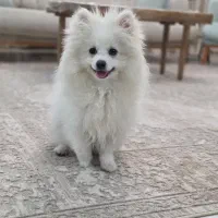 پامر ۵ماهه سالم سرحال