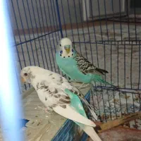 مرغ عشق|پرنده|مرودشت, تخت جمشید|دیوار