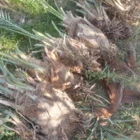 فسیل کلوته و مضافتی