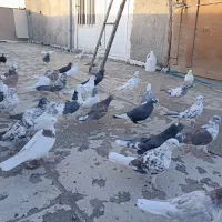 کبوتر|پرنده|بهارستان, |دیوار