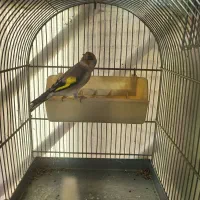 تعداد سهره جوجه قفس امسالی و پارسالی  قرص بخون|پرنده|کرج, باغستان|دیوار