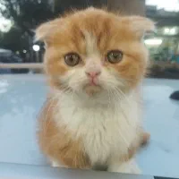 گربه اسکاتیش گلد