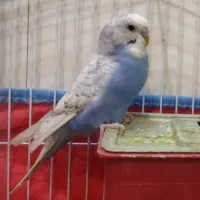 مرغ عشق نر سرحال