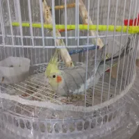 یک جفت عروس هلندی با قفس|پرنده|مشهد, کارمندان دوم|دیوار