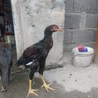 جوجه لاری خروس مرغ