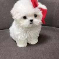 پودلی پو|سگ|تهران, شهرک غرب|دیوار