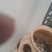 فنچ نرگسی|پرنده|مبارکه, |دیوار