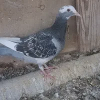 کپوتر پلاکی|پرنده|اردکان, |دیوار