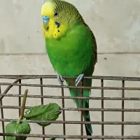 دو جفت مرغ عشق ‌ویک‌ماده