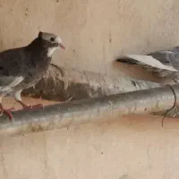 کبوتر|پرنده|شبانکاره, |دیوار