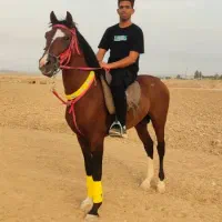 اسب نریون  عرب خالص شناسنامه دار
