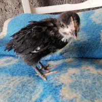 جوجه ۱ماهه گلین چهل تاج ریشو