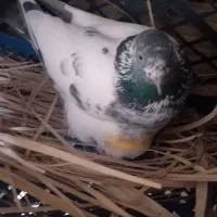 کبوتر شیخی سیاه آبادانی