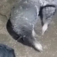 7بوقلمون یک نرو و6ماده تخم گذارند چندم غ وخروس|حیوانات مزرعه|خلیل شهر, |دیوار