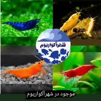 میگو زینتی