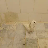 طوقی|پرنده|نسیم‌شهر, |دیوار