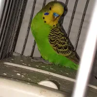 مرغ عشق نر خوش قیمت