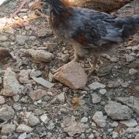 جوجه کوردی اصل