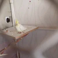 عروس هلندی|پرنده|سیرجان, |دیوار