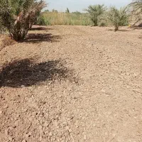 شخم زدن با تیلر|خدمات باغبانی و درختکاری|آبادان, |دیوار