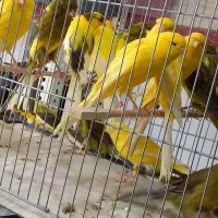 قناری... یزد