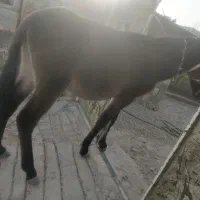 کره قاطر 14ماهه