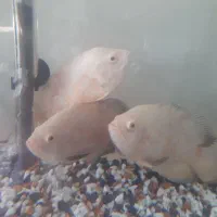 ماهی اسکار سفید|ماهی|گرگان, |دیوار