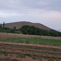 کود گاوی