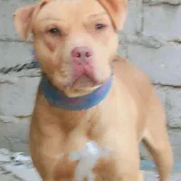 این سگ گم شده هرکی خبری ازش بده مژدگانی خوبی میدم|سگ|زابل, |دیوار