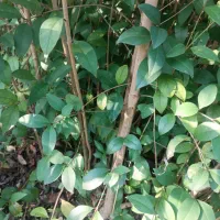 فروش گل‌های بیرونی