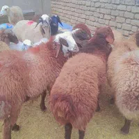 خرید گوسفند زنده حضوری و سفارش در مشهد
