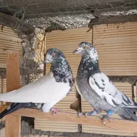 کفتر نر ماده    جفت آماده     ۷جفت|پرنده|کاشان, کارگر|دیوار