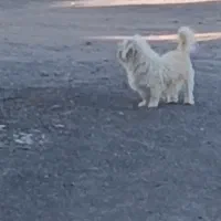 سگ پاکوتاه|سگ|رفسنجان, |دیوار